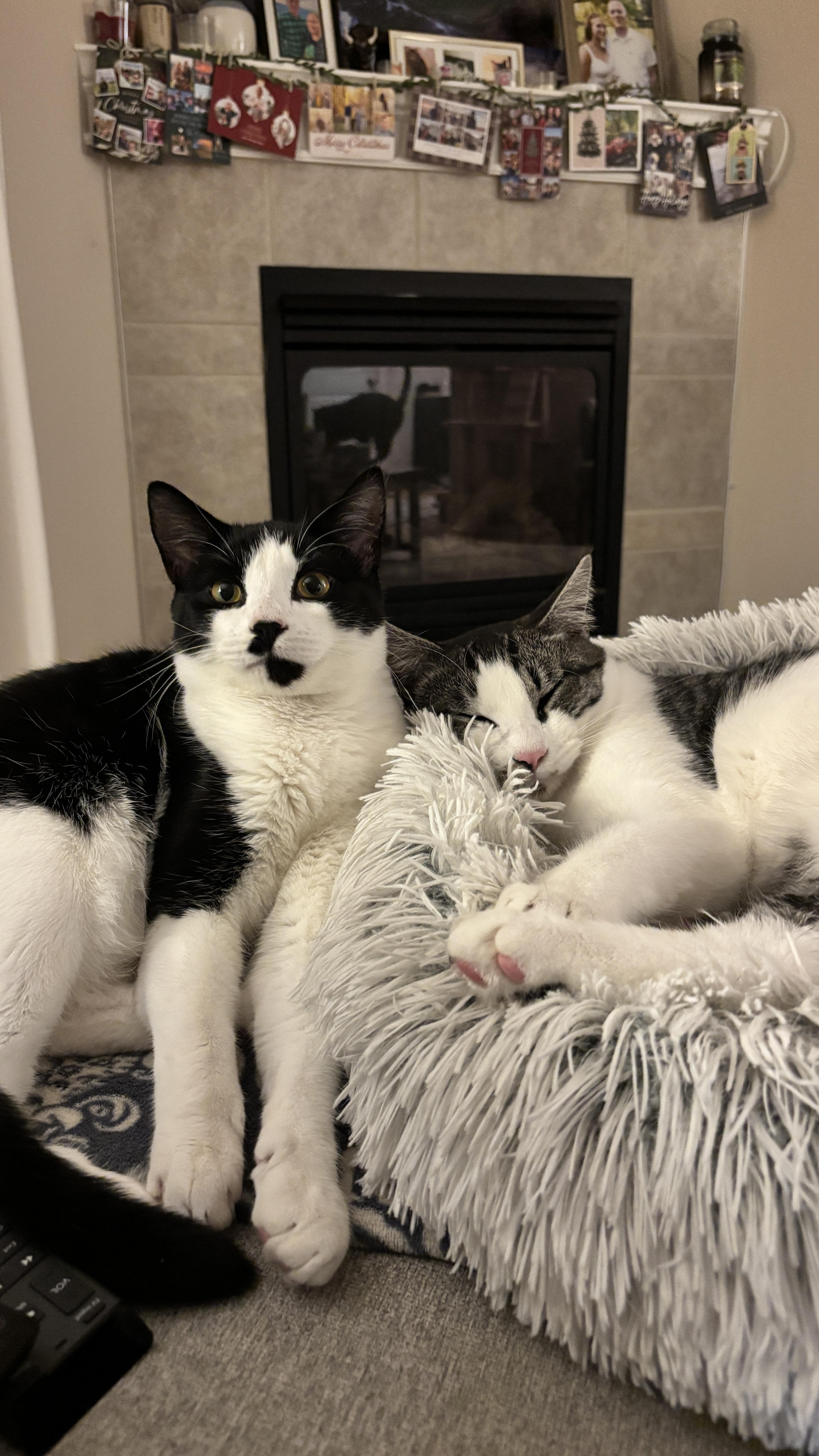 Sir Didymus And Bert