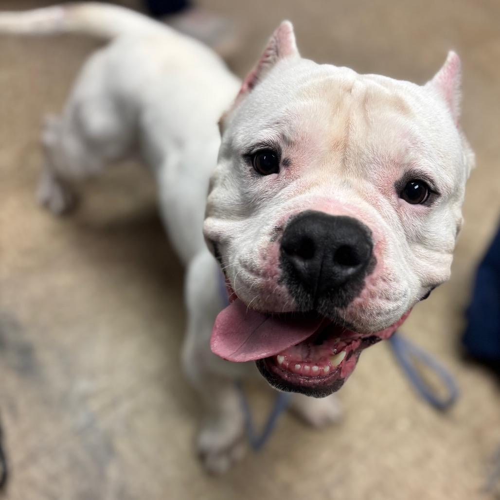 An adult large-sized male White / Cream Pit Bull Terrier dog named Lobo for adoption in Birdsboro, PA
