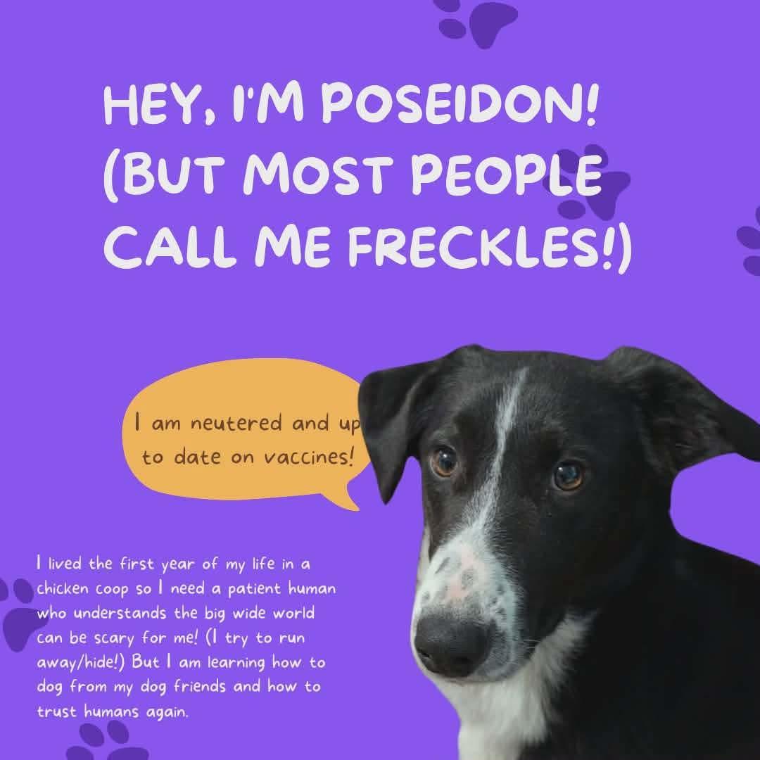 Poseidon Aka Freckles