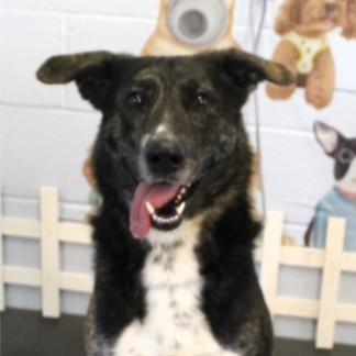 Maverickbeautiful Australian Shepherd And