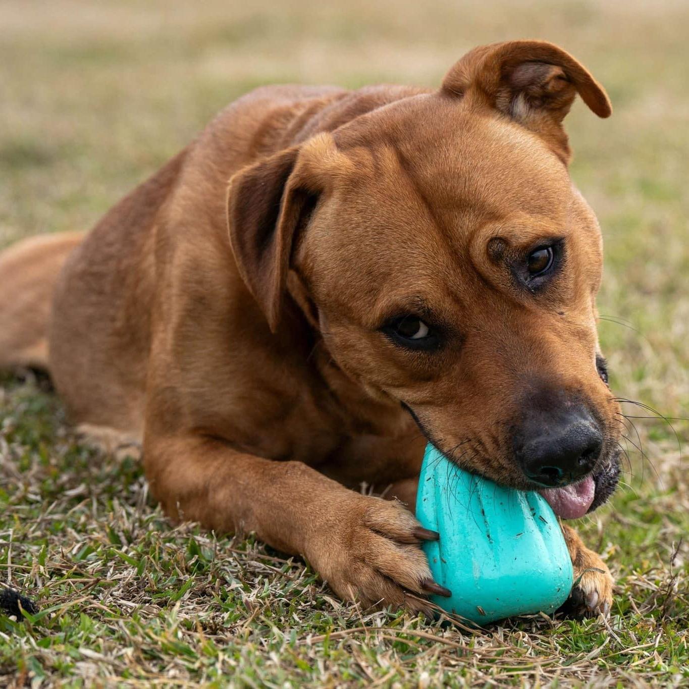 An adult medium-sized male Golden Mixed Breed dog named Rigby for adoption in Myrtle Beach, SC