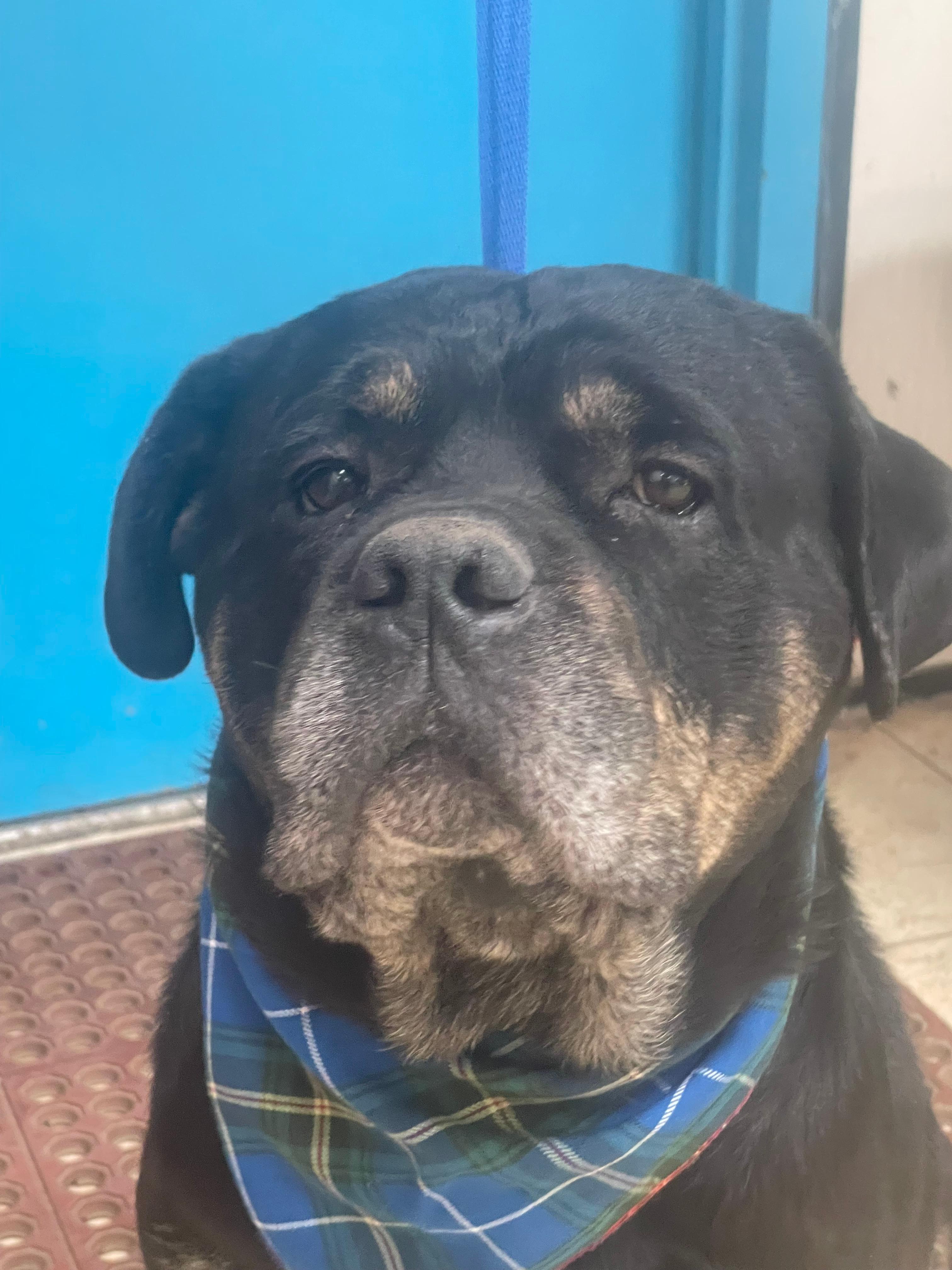 R.b. Aka Rocky Balboa