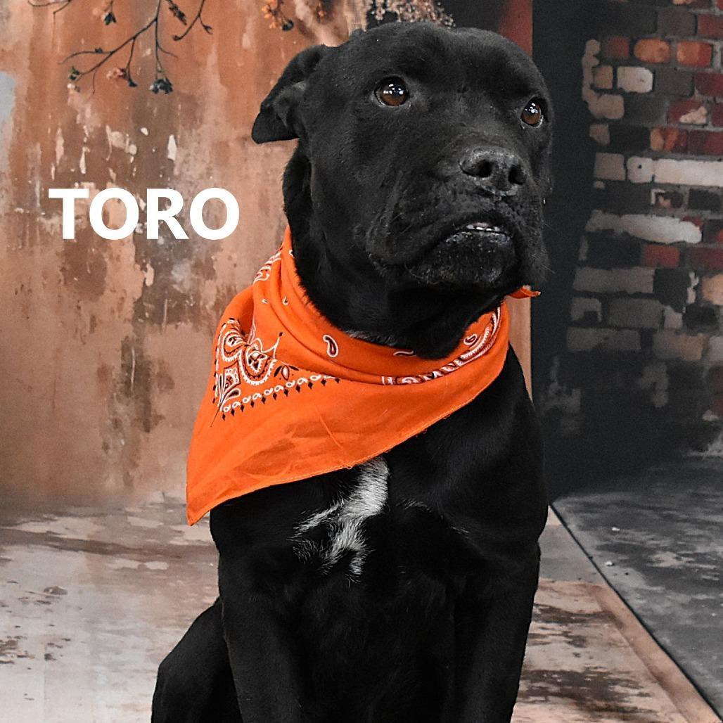 Toro