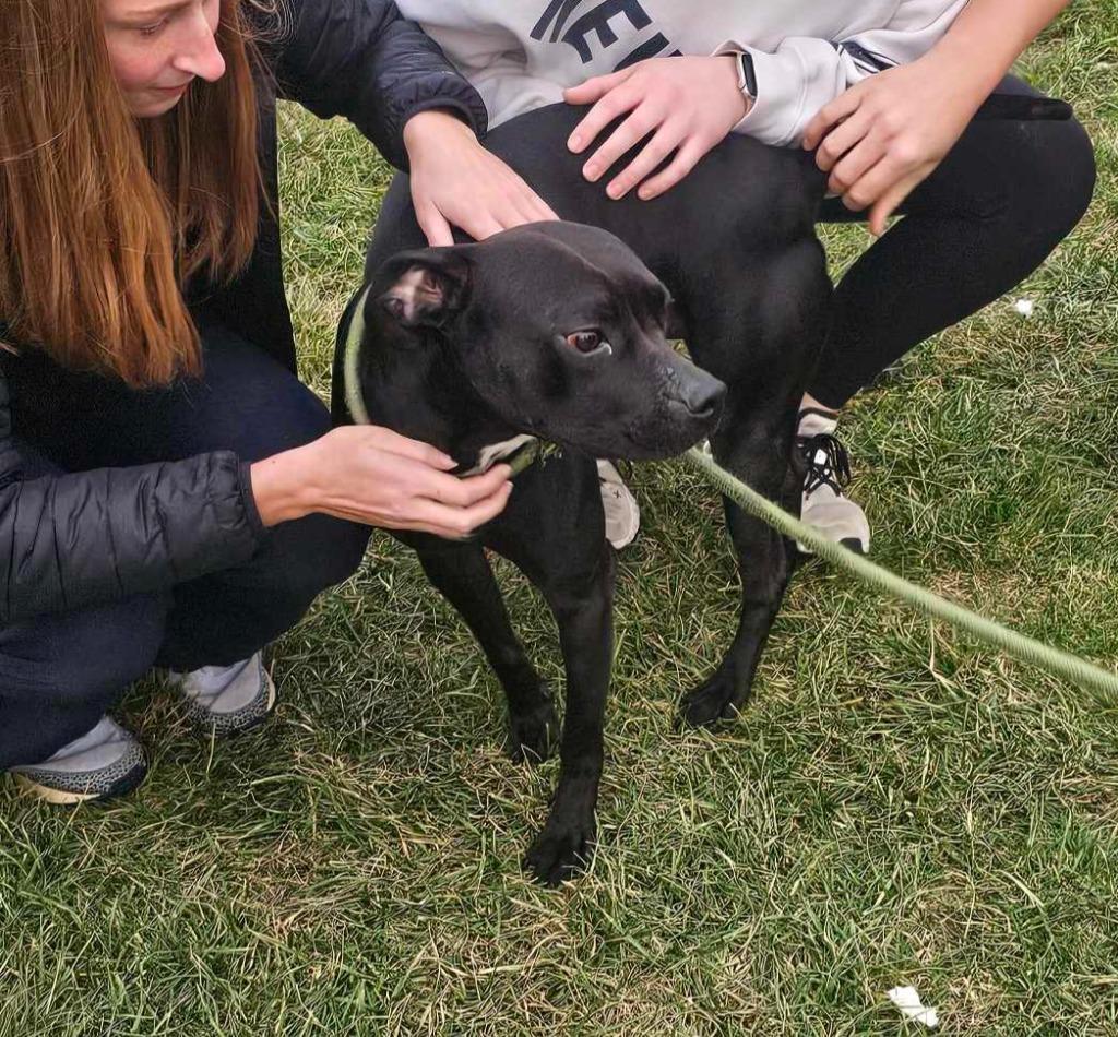 An adult medium-sized male Affenpinscher dog named Watson for adoption in Defiance, OH