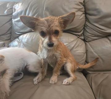 A young small-sized female Golden Chihuahua dog named Hazel for adoption in Manvel, TX