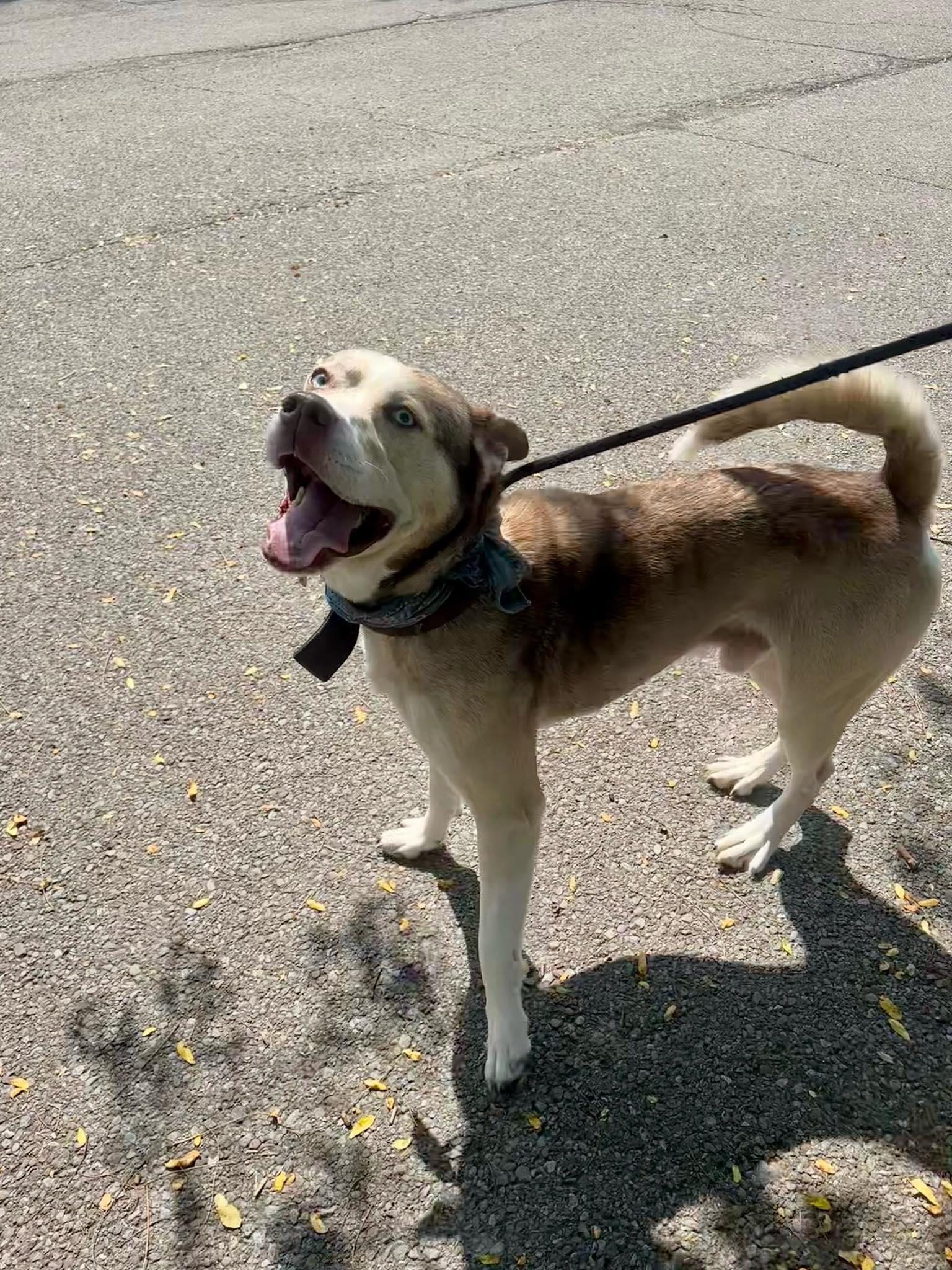 An adult medium-sized male Husky dog named Zontous for adoption in Binghamton, NY