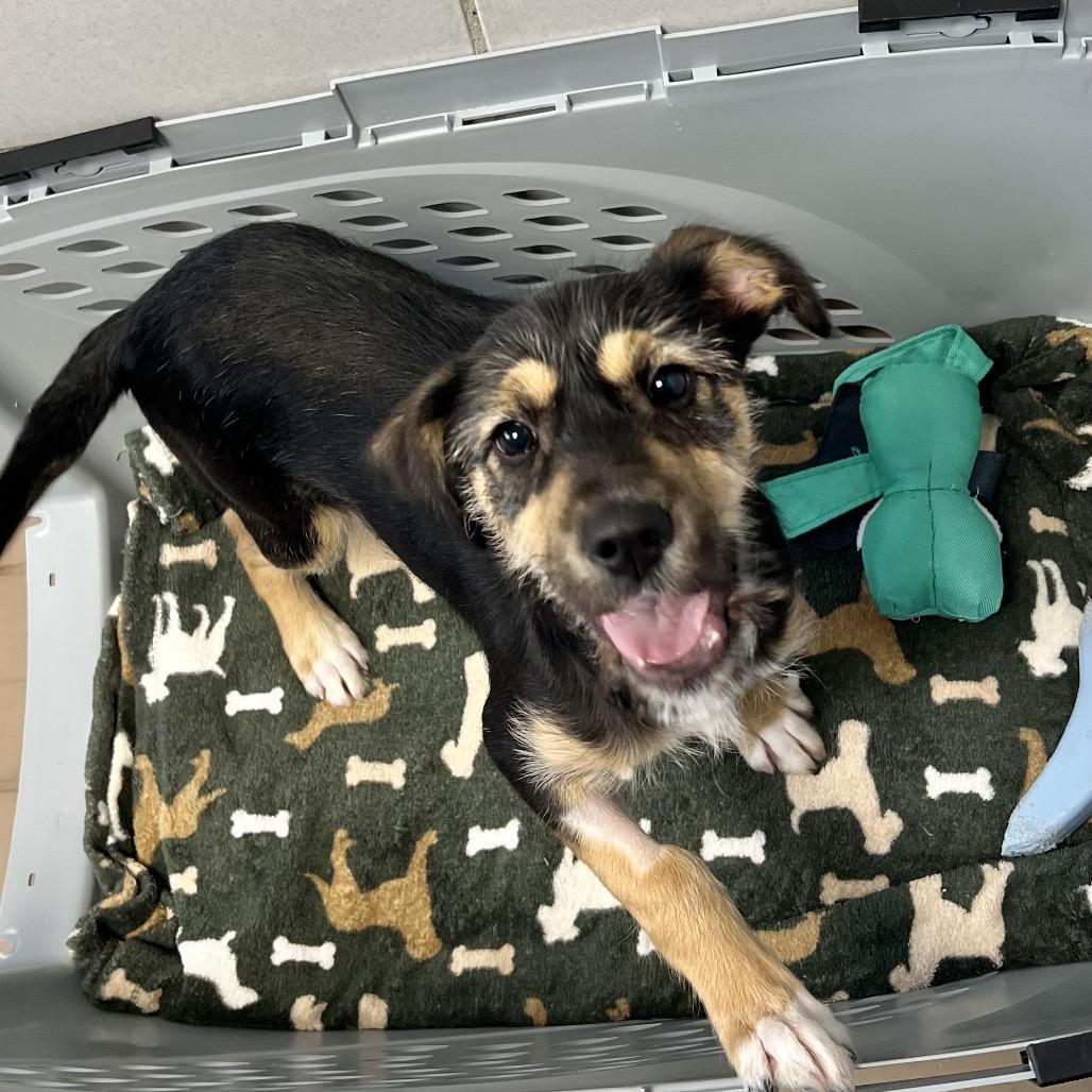 A baby small-sized female Black Mixed Breed dog named Honey for adoption in New York, NY