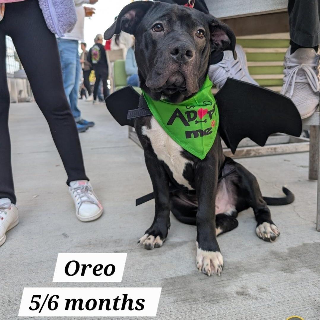 Oreo
