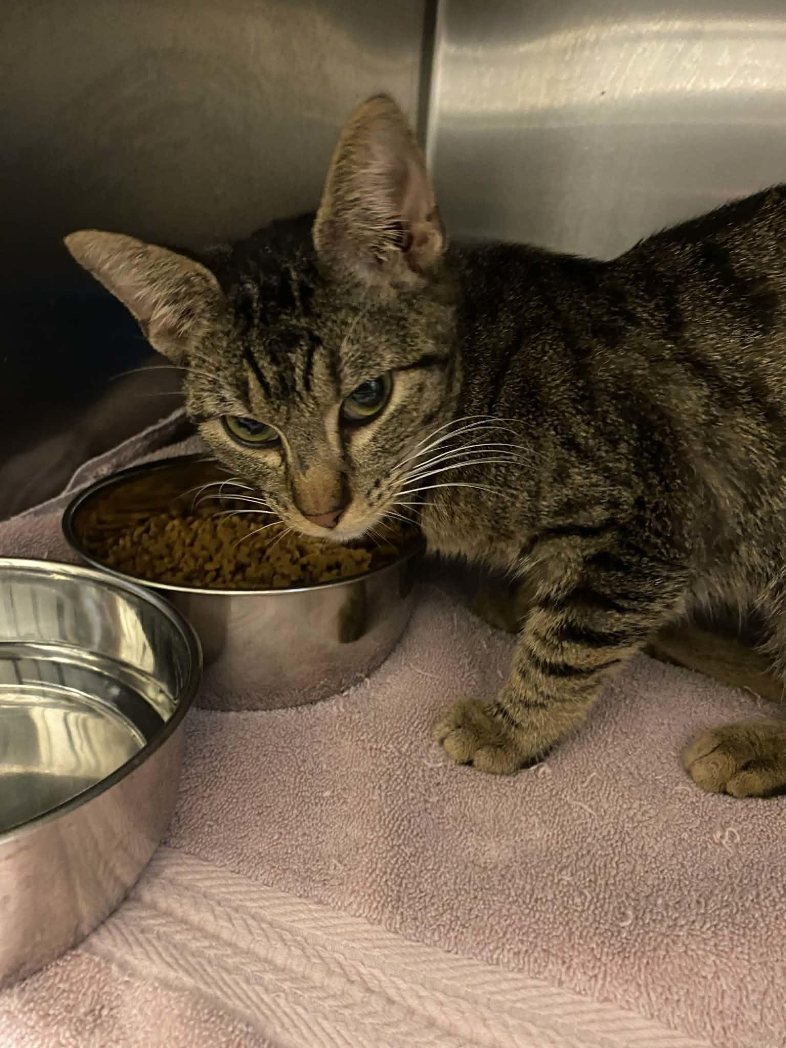 A young medium-sized male Tabby (Brown / Chocolate) Domestic Short Hair cat named Omalley for adoption in Burlington, IA