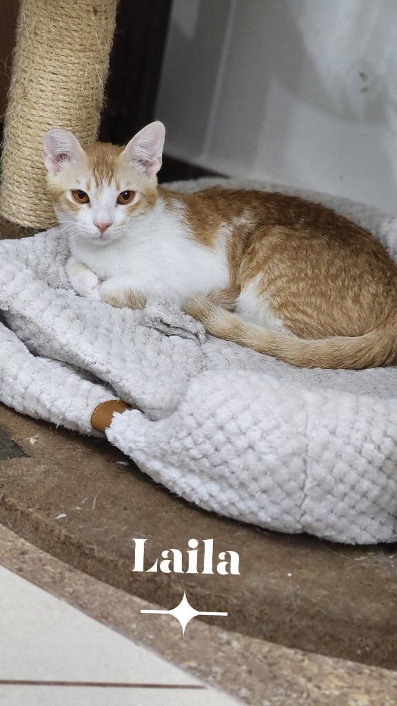 Laila
