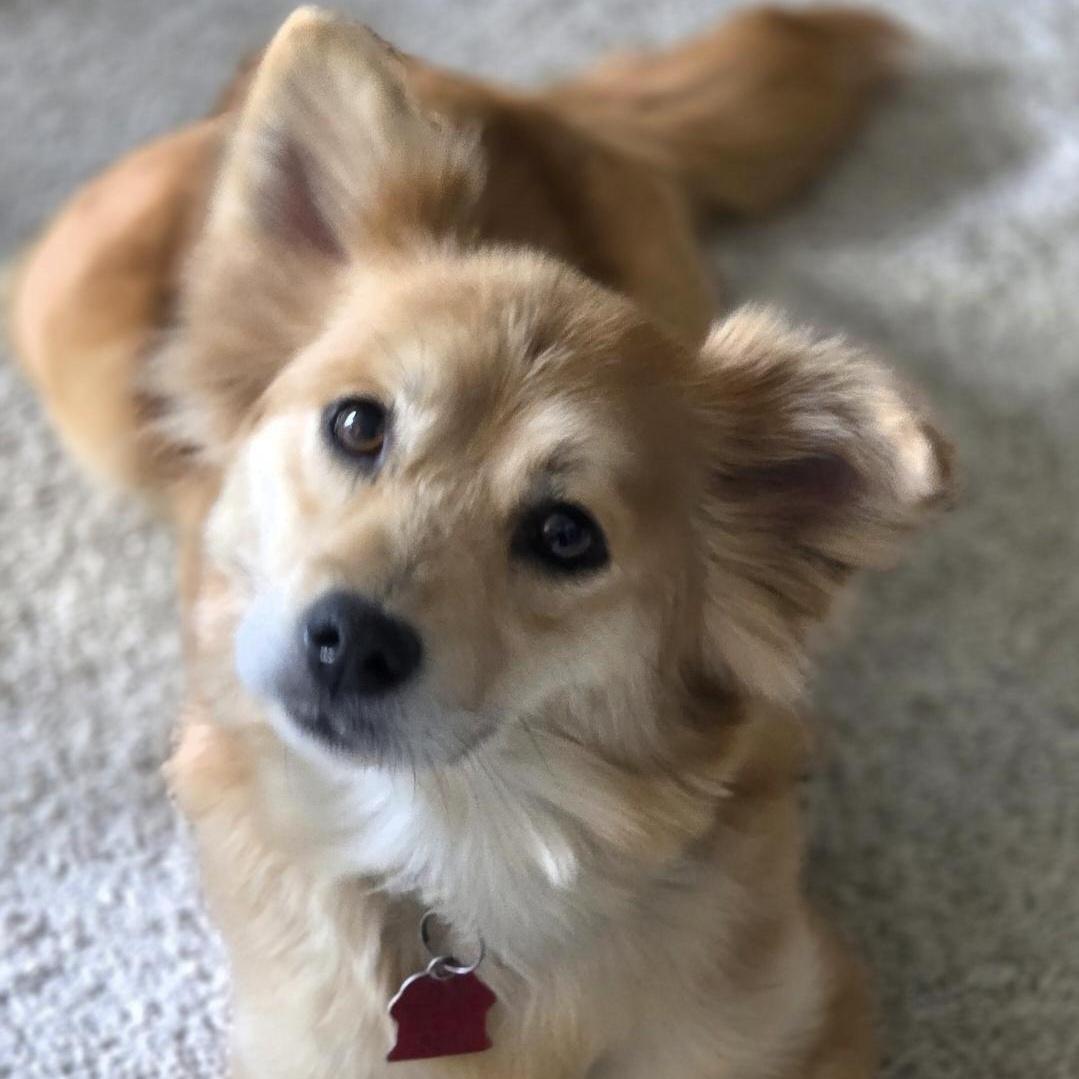 Gemma