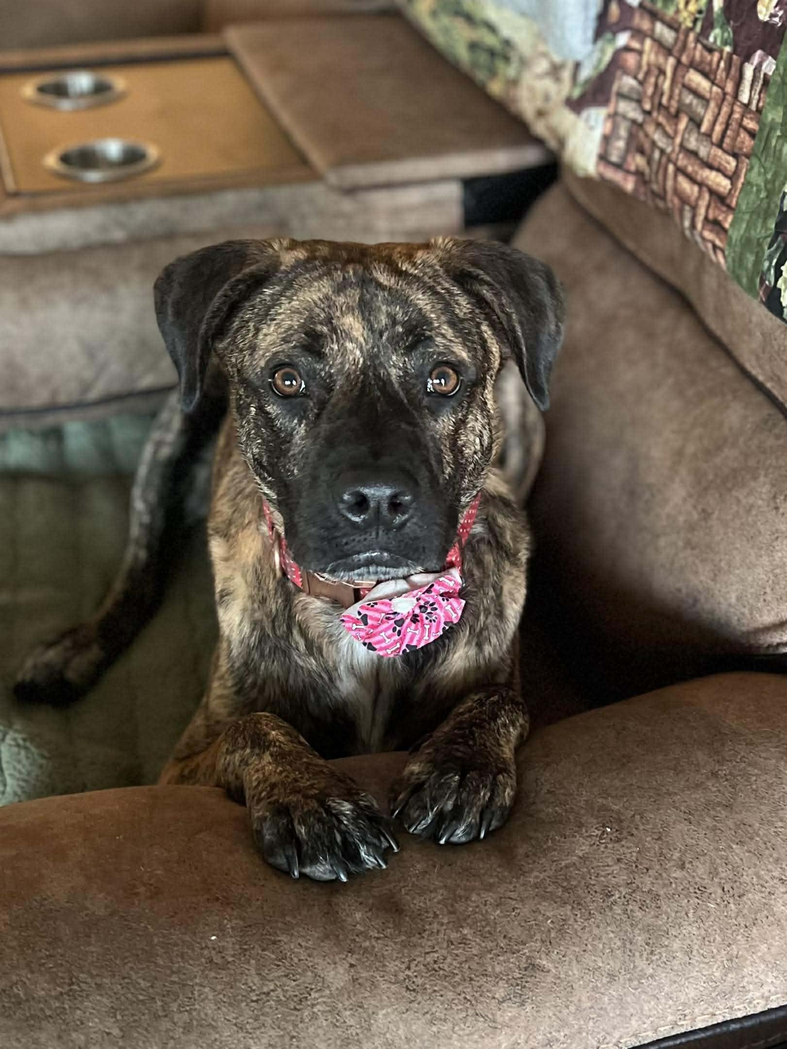A young large-sized male Brindle Black Mouth Cur dog named Dipsy for adoption in Mooresville, NC