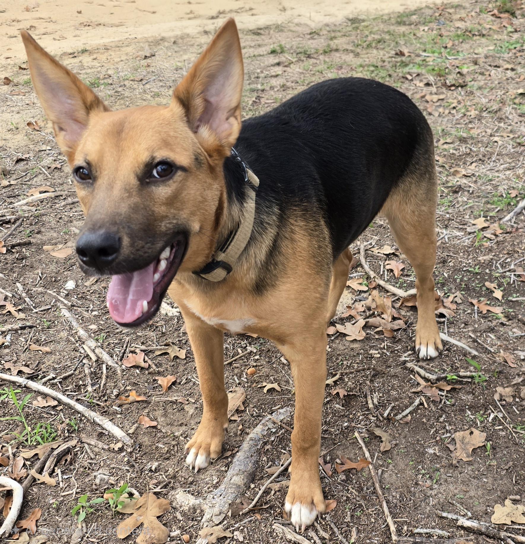 A young medium-sized male Bicolor German Shepherd Dog dog named Valor for adoption in Luling, TX