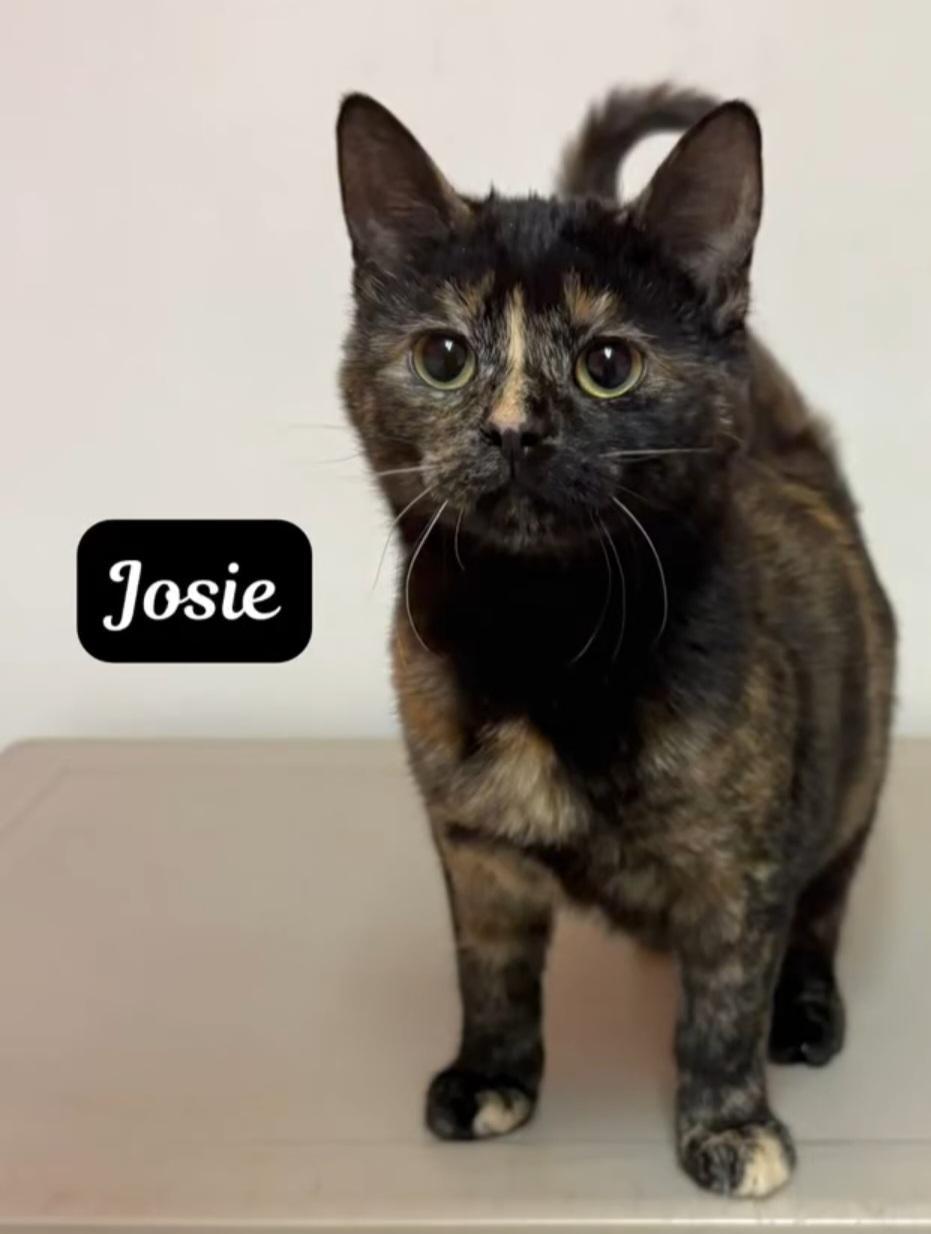 Josie