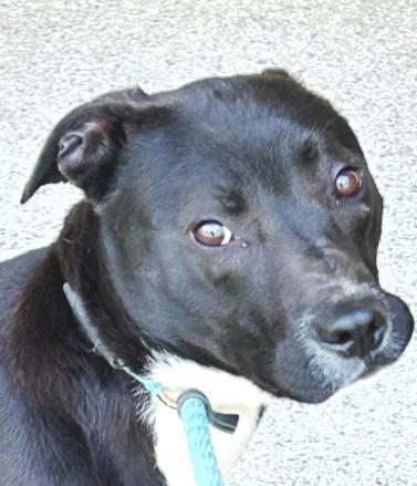 Witt Beautiful Black