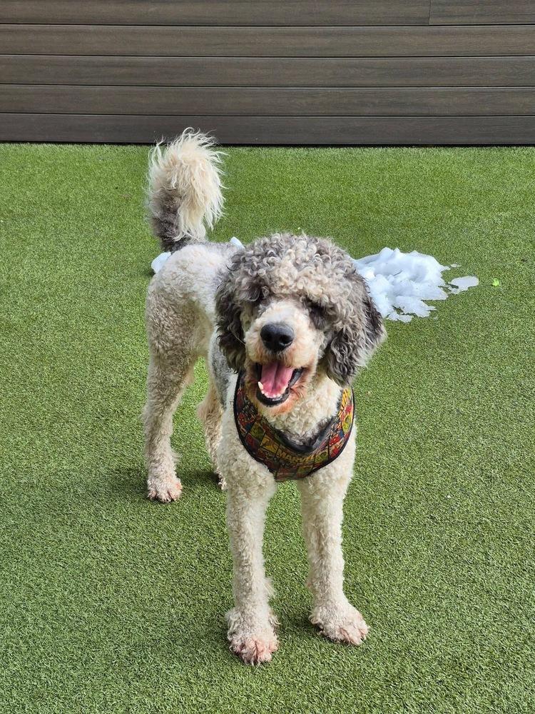 A young large-sized male Poodle dog named Finley for adoption in Middletown, CT