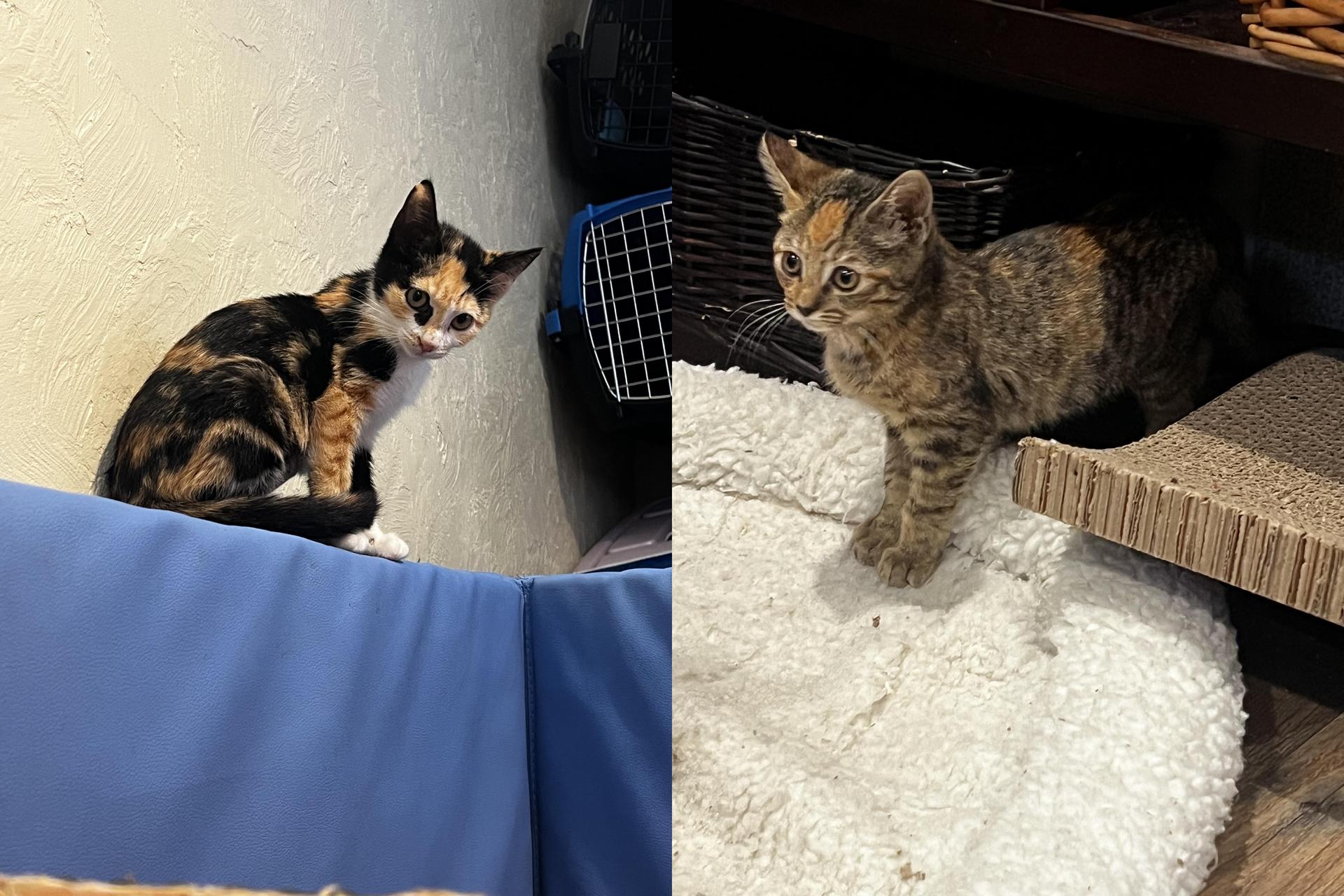 Zelma & Sasha photo 1