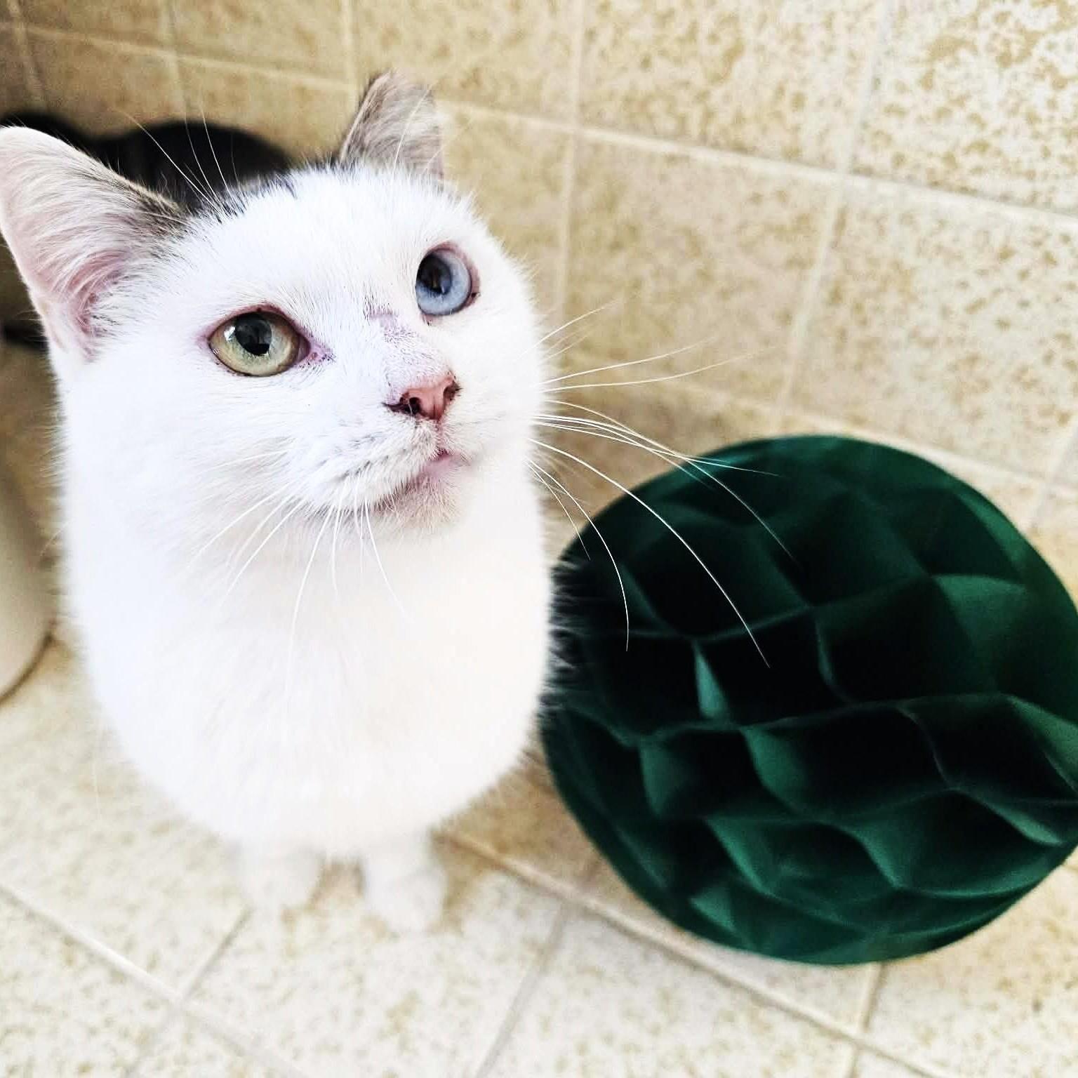 Jean With Beautiful Twocolored