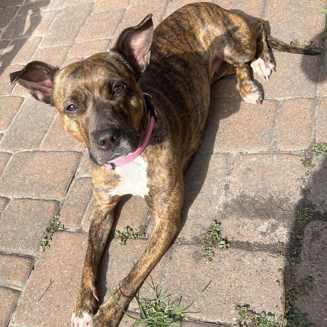 A young medium-sized female Brindle American Staffordshire Terrier dog named Bella for adoption in Longview, TX