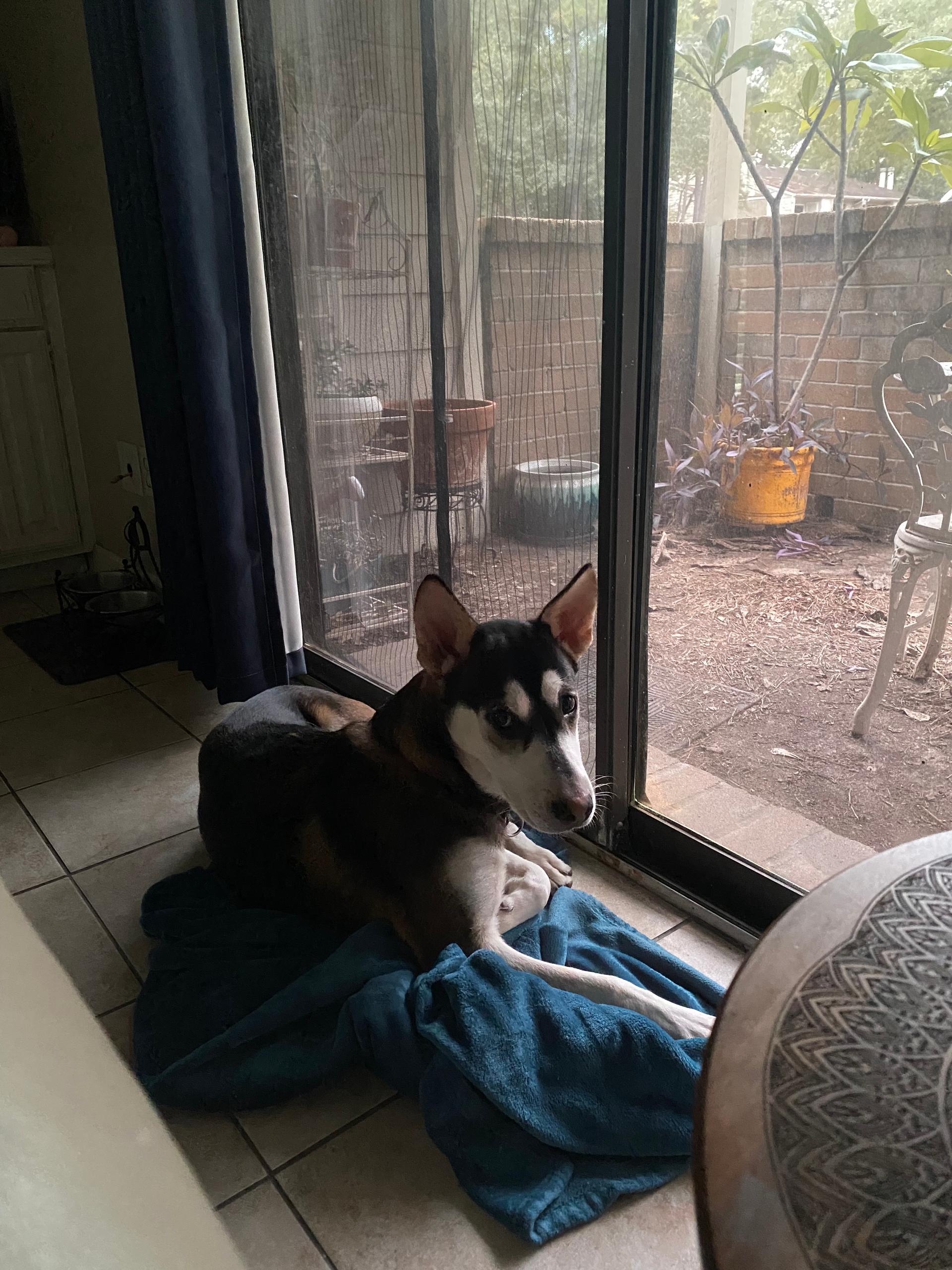 A young large-sized male Siberian Husky dog named Rocky for adoption in Sumter, SC