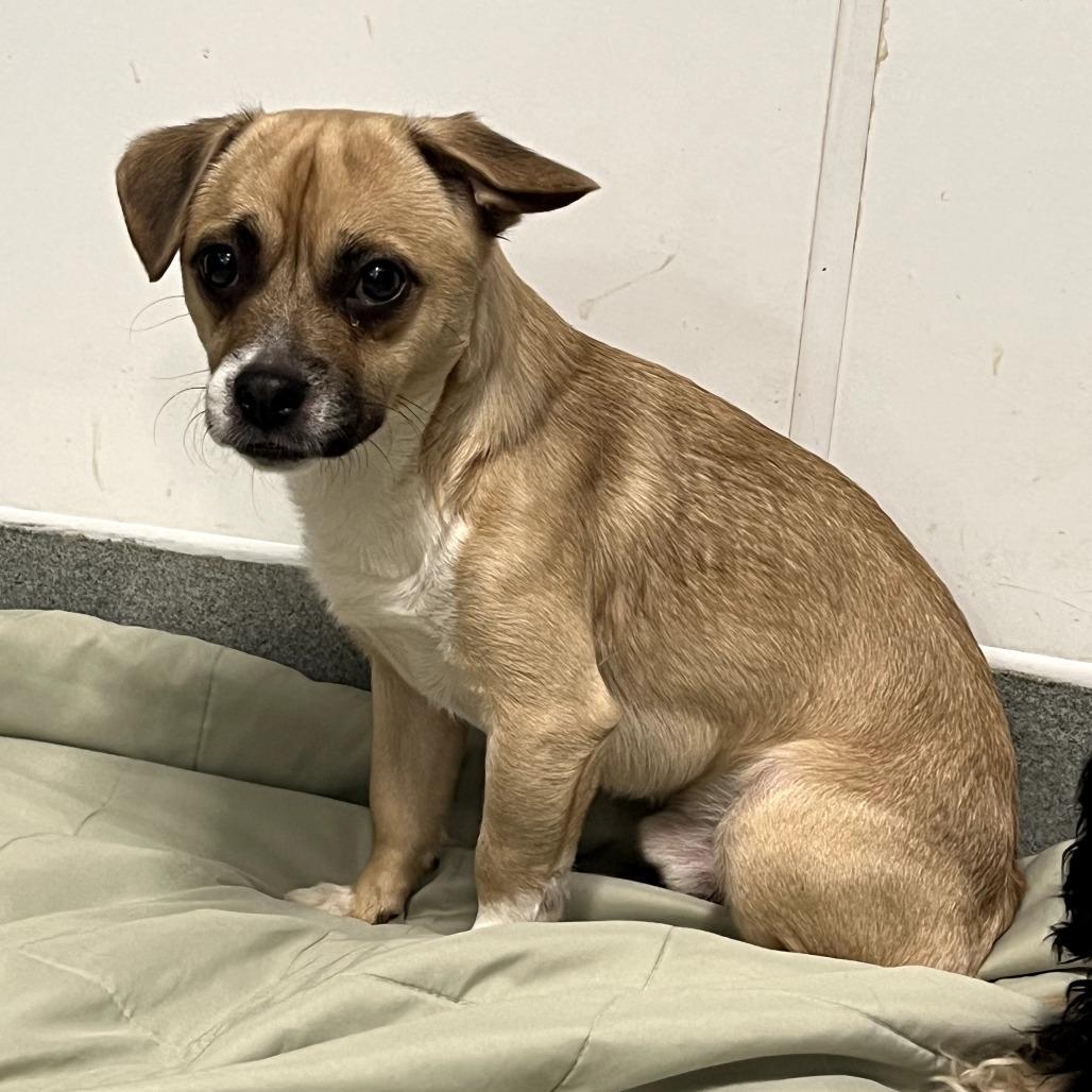 Terrence Chino Hills