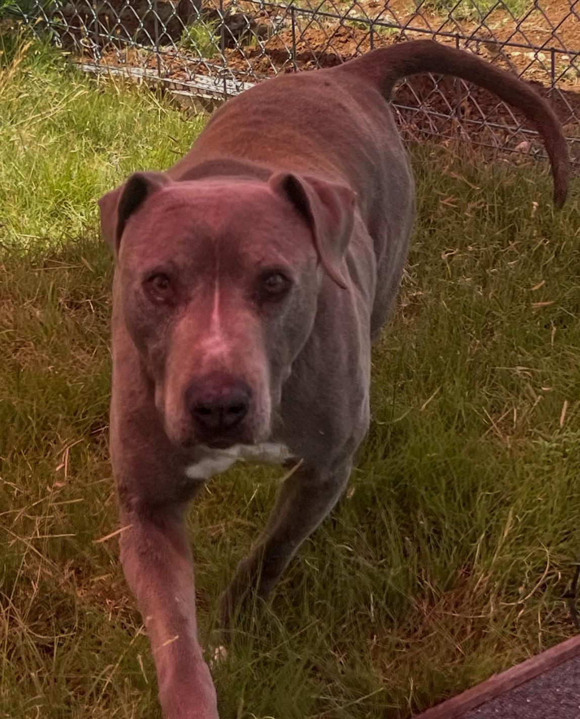 An adult medium-sized male Gray / Blue / Silver Weimaraner dog named Elliott for adoption in Canyon, TX