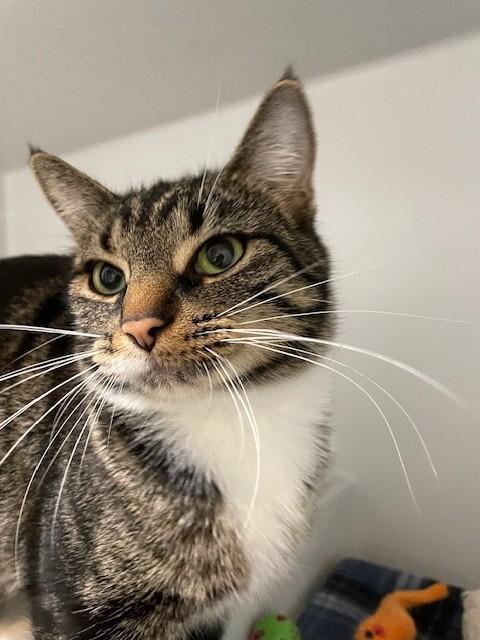 An adult medium-sized female Tabby (Brown / Chocolate) Domestic Short Hair cat named Cleo for adoption in Hayward, WI
