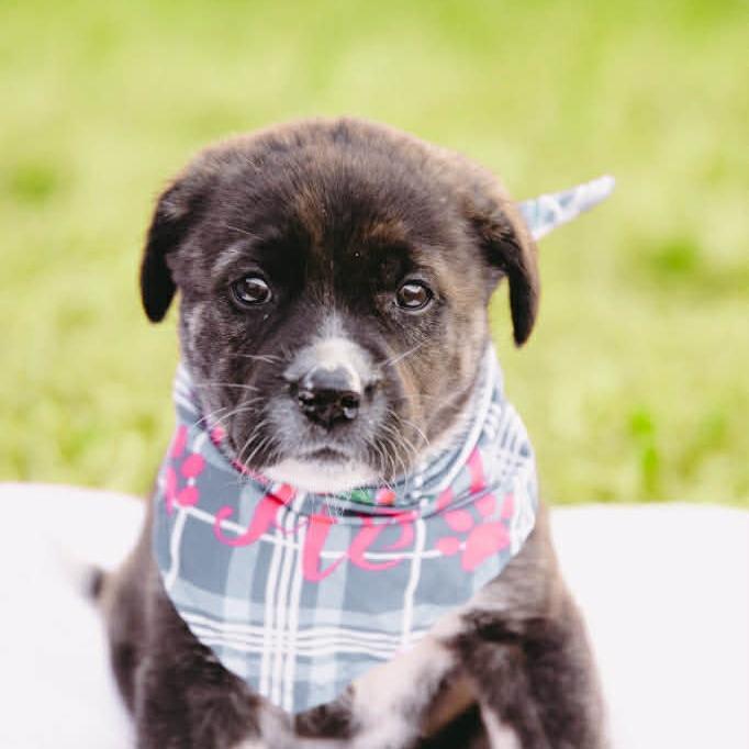 Brandywine D Arriving