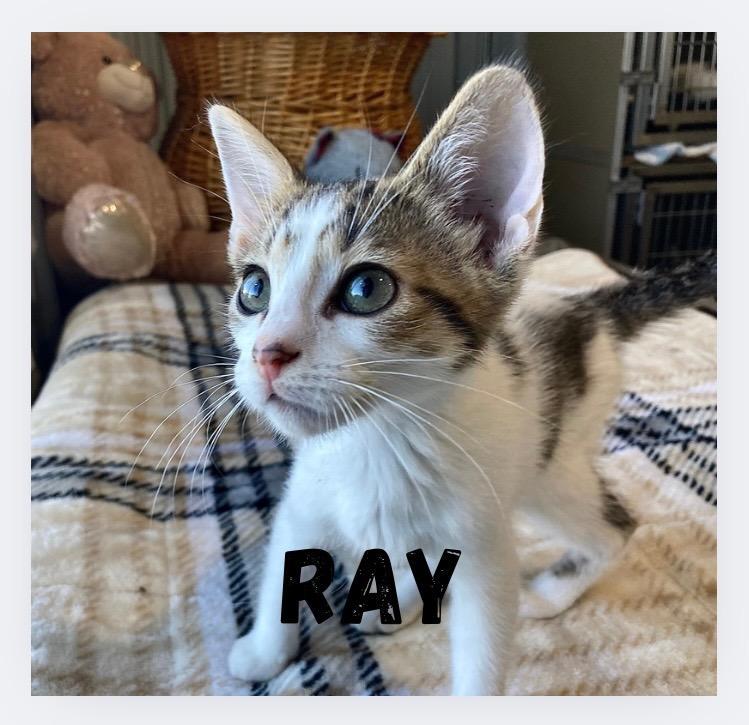 Ray