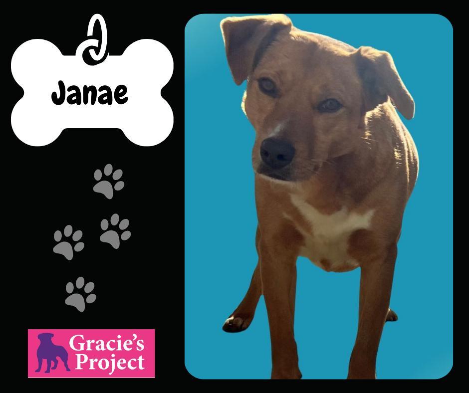 An adult medium-sized female Yellow / Tan / Blond / Fawn Mixed Breed dog named Janae for adoption in Canyon, TX