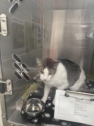 An adult medium-sized male Domestic Short Hair cat named Hurley for adoption in Atlanta, GA