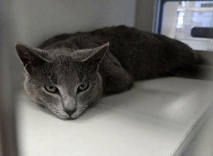 A young medium-sized male Domestic Long Hair cat named Electric Eel for adoption in Atlanta, GA