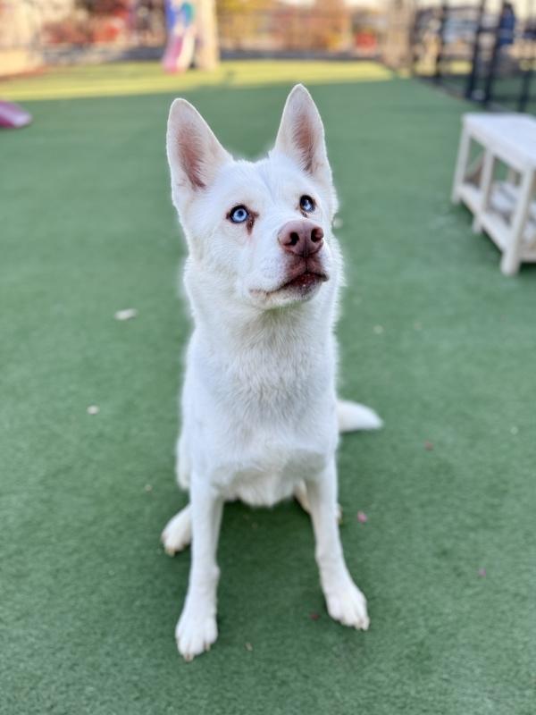 An adult medium-sized male Siberian Husky dog named Phantom for adoption in Topeka, KS