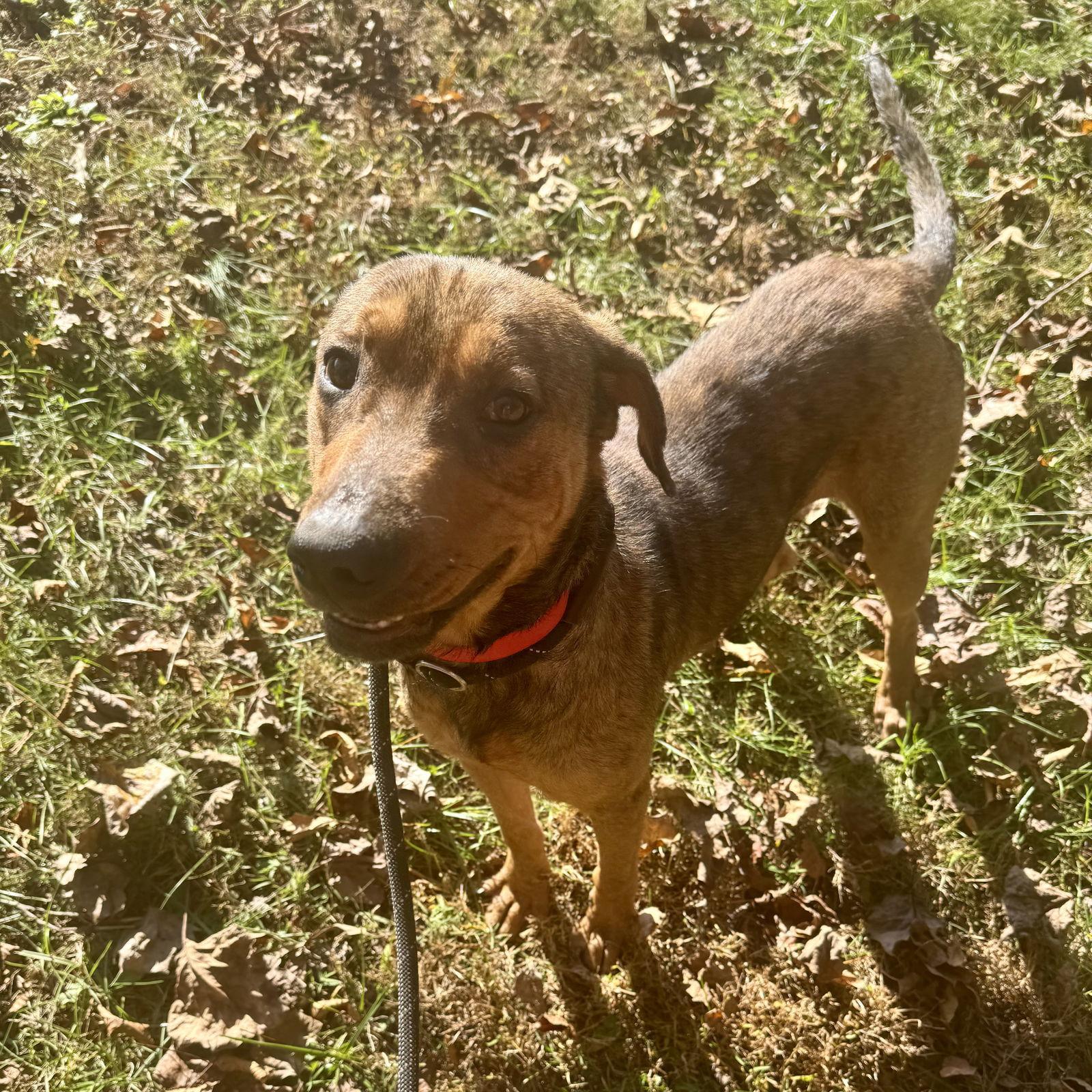 A young medium-sized male Mixed Breed dog named Red for adoption in Sparta, TN