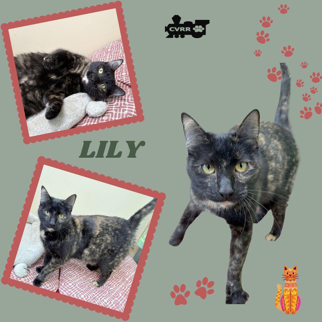 An adult medium-sized female Tortoiseshell cat named Lily for adoption in LINDSAY, CA