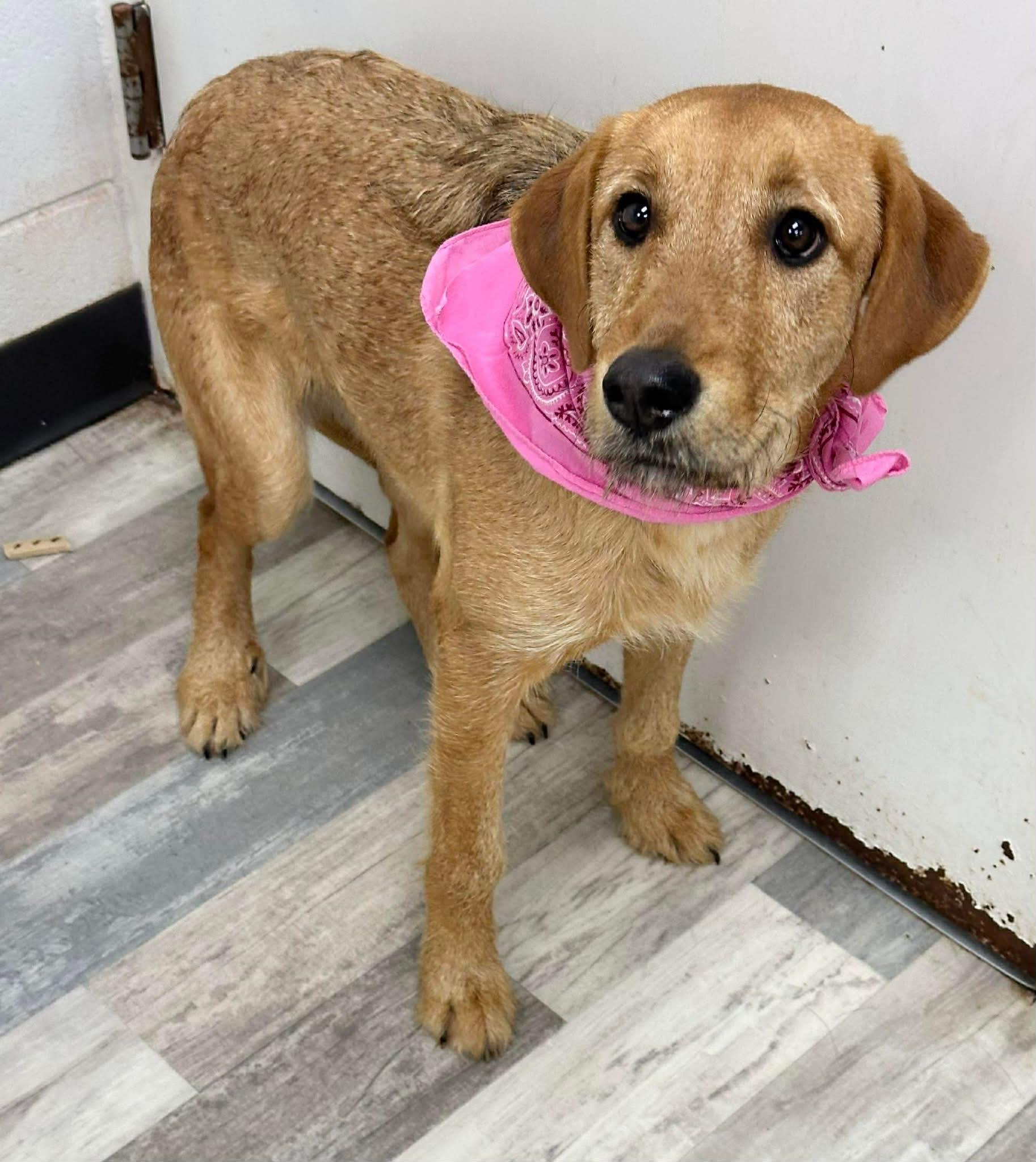 Jasmine The Airedale Mix