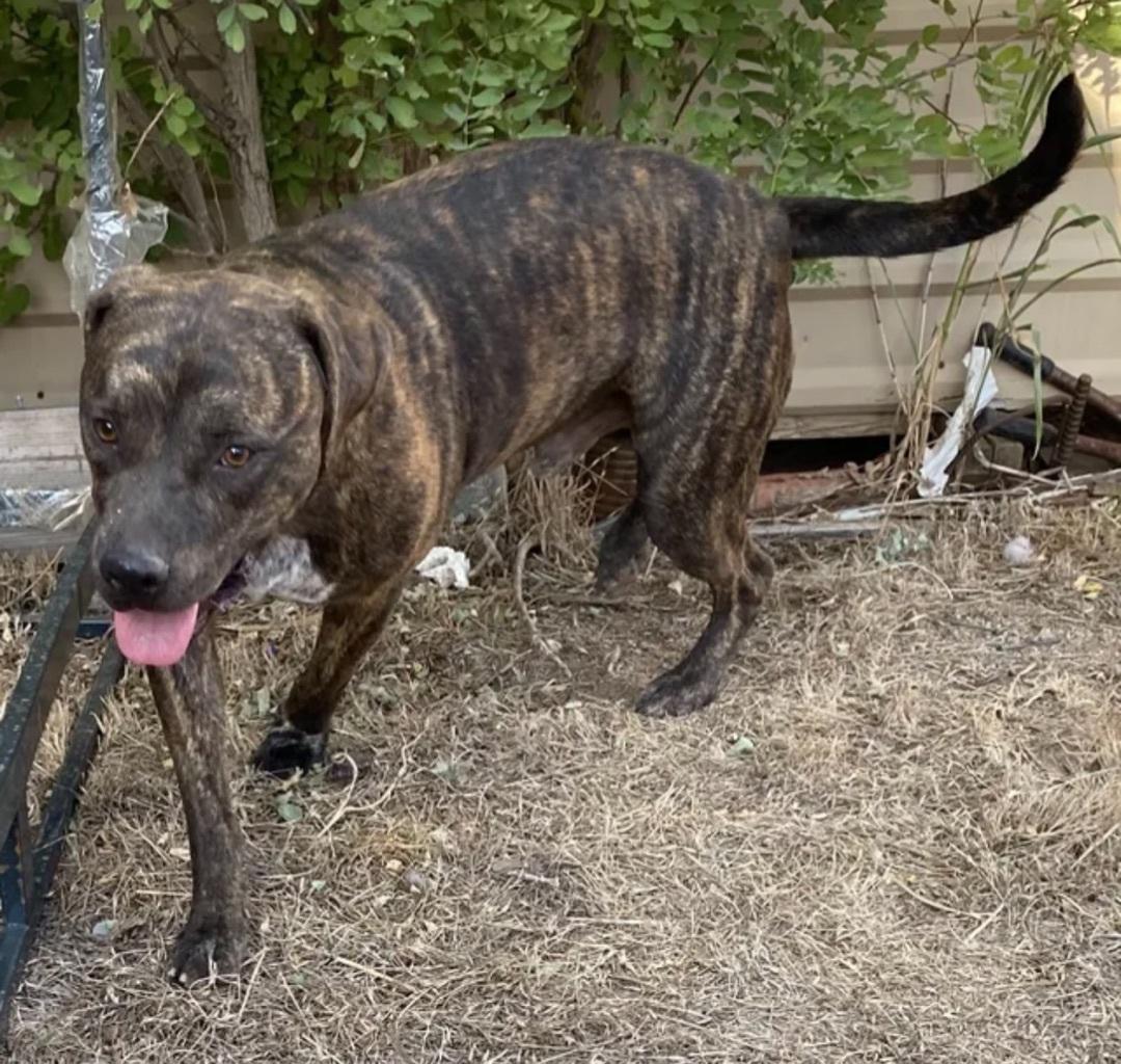 An adult large-sized male Brindle Mountain Cur dog named Ricardo for adoption in Canyon, TX