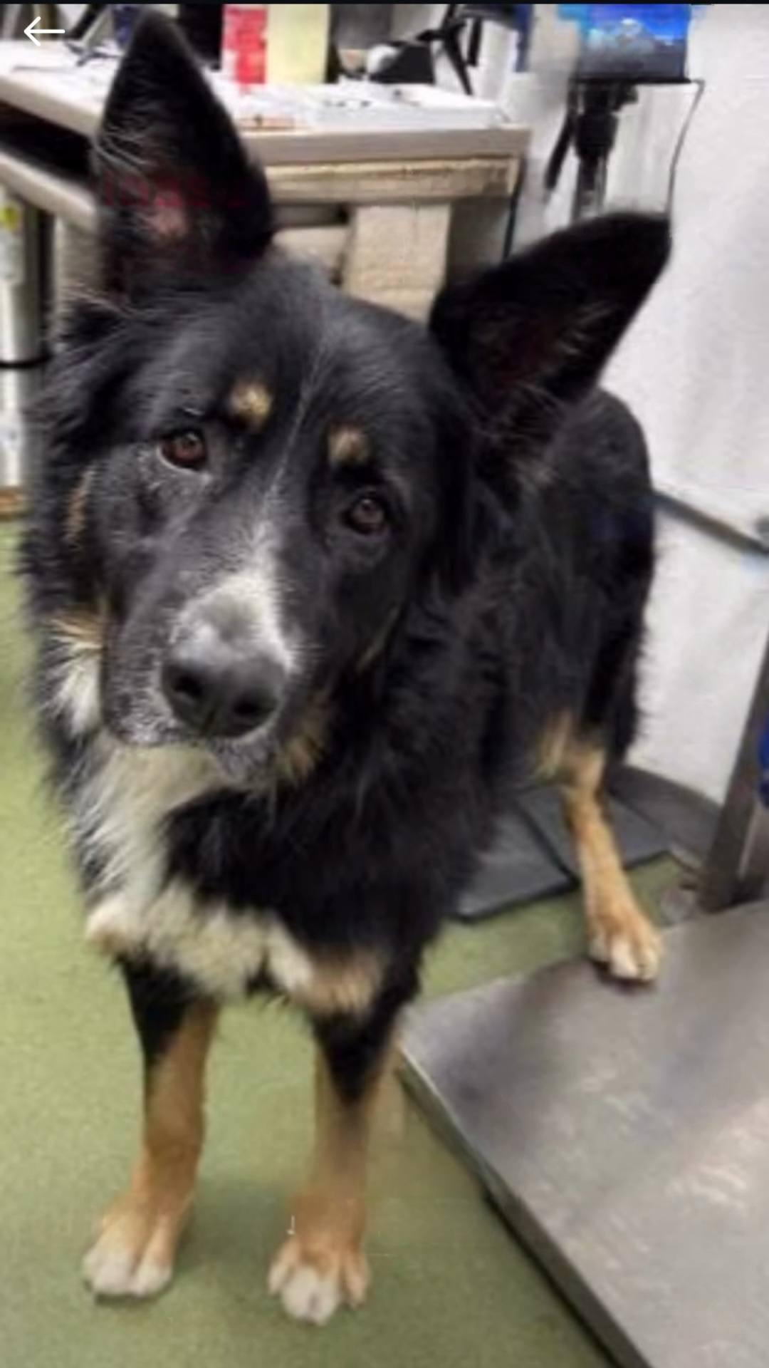 An adult large-sized male Tricolor (Brown, Black, & White) German Shepherd Dog dog named Tubby Now Charlie for adoption in Brookfield, CT