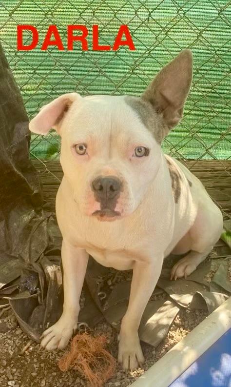 Darla