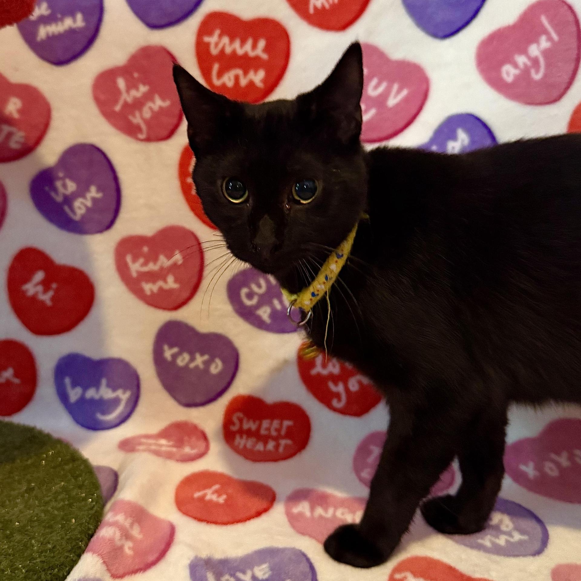 A young large-sized male Black & White / Tuxedo Domestic Short Hair cat named Thunder for adoption in Miami, FL