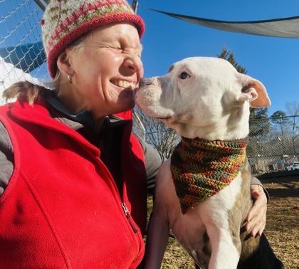 An adult large-sized male Pit Bull Terrier dog named Eustace for adoption in Seneca, SC