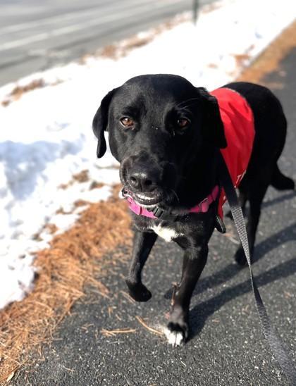 An adult large-sized male Labrador Retriever dog named Nelson for adoption in Madison, NJ