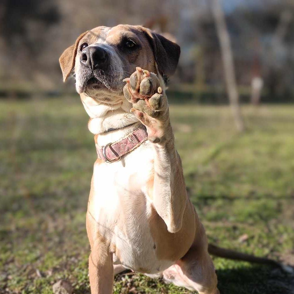 An adult medium-sized female Yellow / Tan / Blond / Fawn American Staffordshire Terrier dog named Dancer for adoption in Kempner, TX