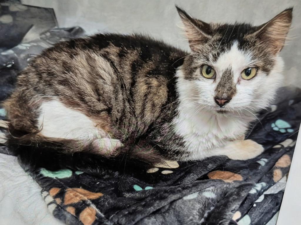 Sugar Plumchill Cat! photo 1