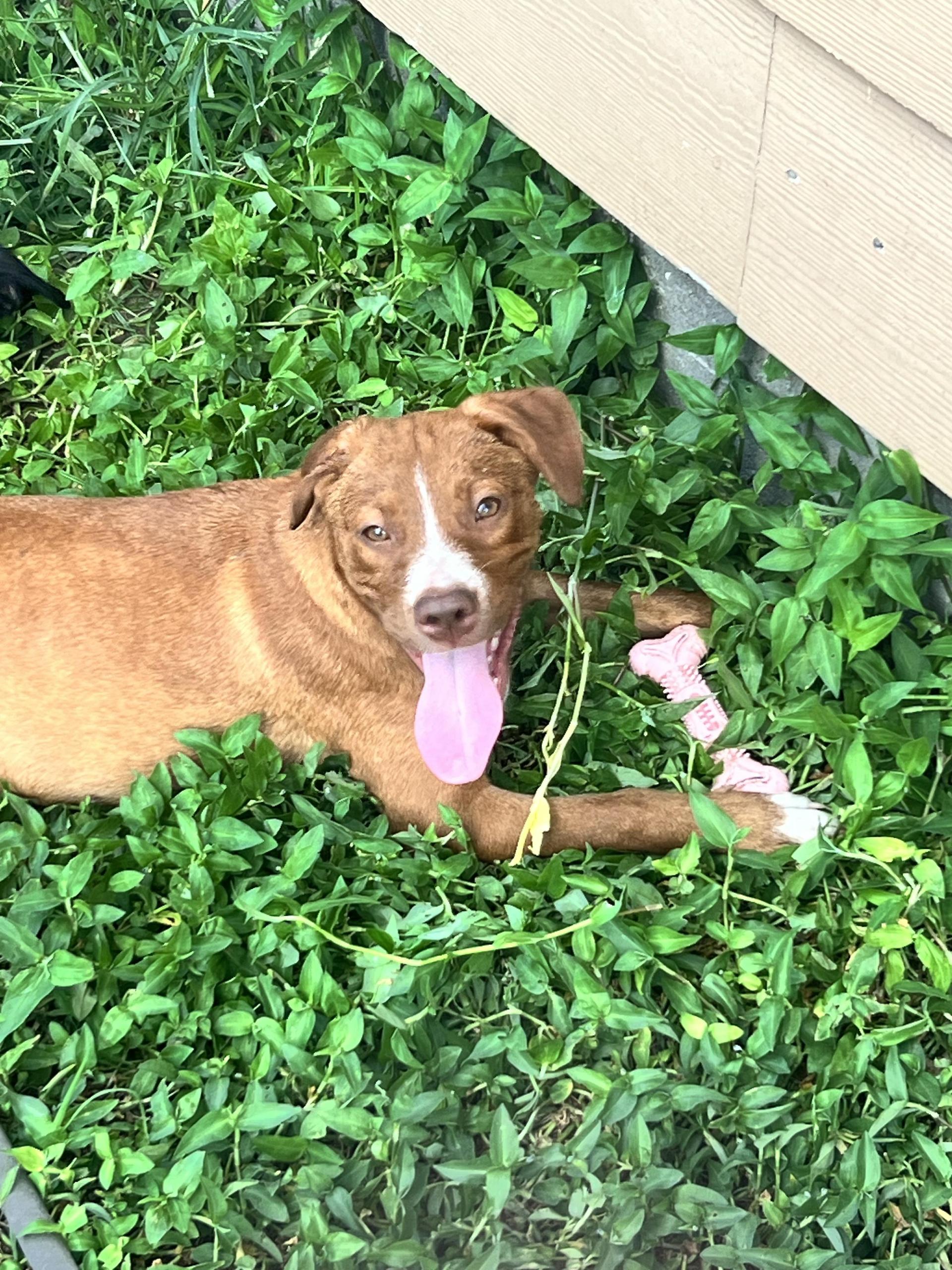 A baby small-sized female Golden Mixed Breed dog named Milky Way for adoption in Longview, TX