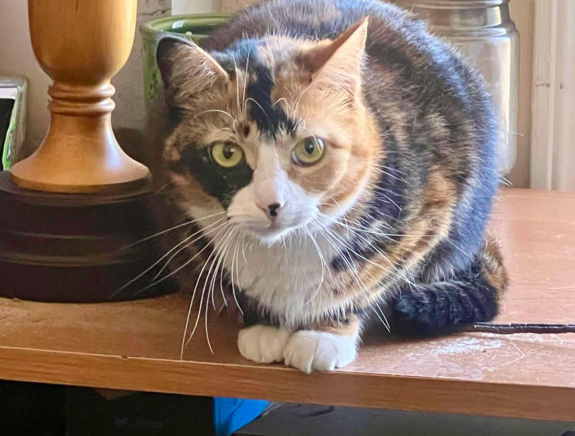 An adult medium-sized female Calico cat named Tiramisu for adoption in Milwaukee, WI