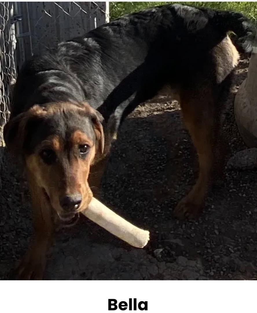 An adult medium-sized female Bicolor Mixed Breed dog named Bella for adoption in Canyon, TX