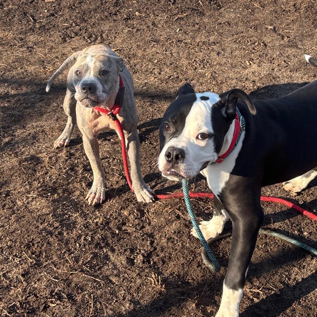 An adult medium-sized female Brindle Mixed Breed dog named Lyra for adoption in Vineland, NJ