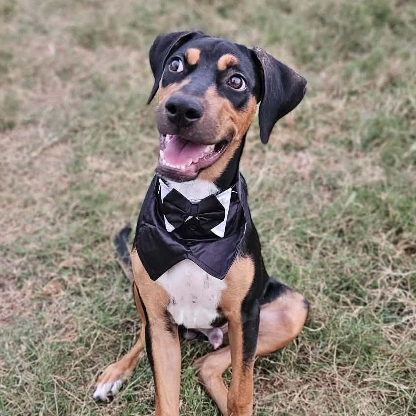 A young large-sized male Black Doberman Pinscher dog named Bingo for adoption in Kempner, TX