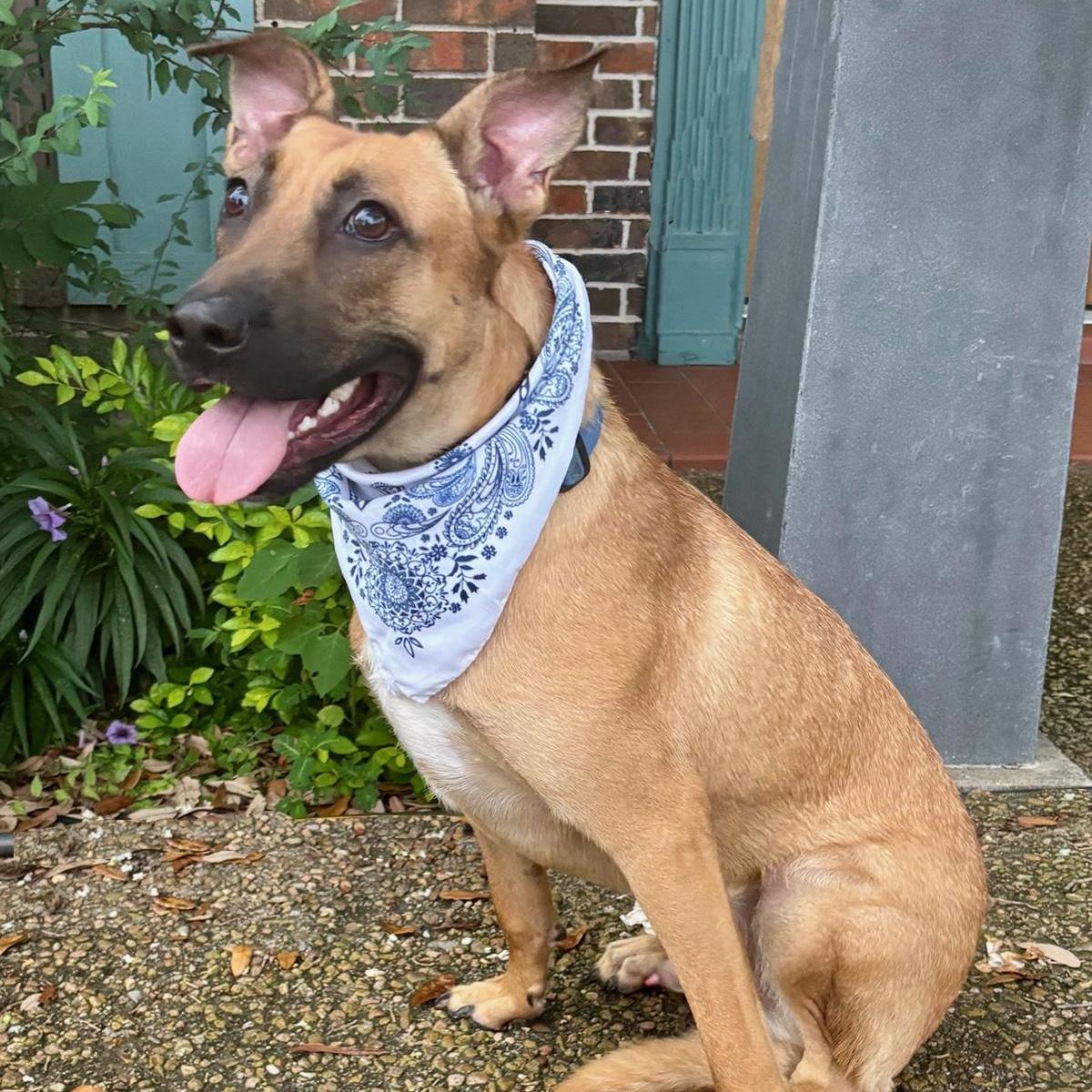 Wendall Gorgeous Boy!